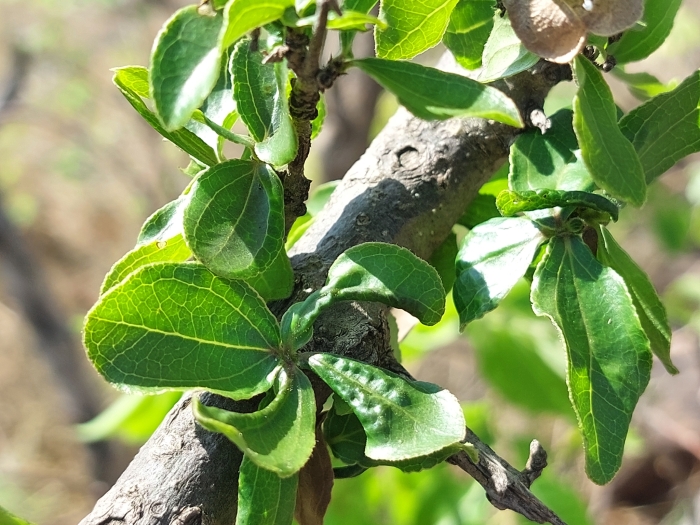 Strychnos madagascariensis image