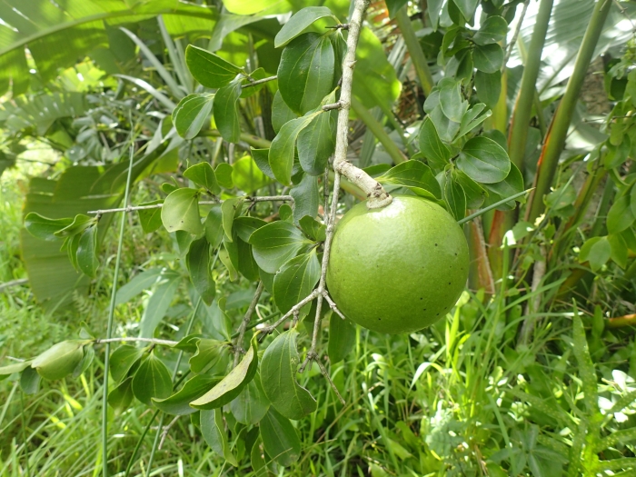 Strychnos spinosa image