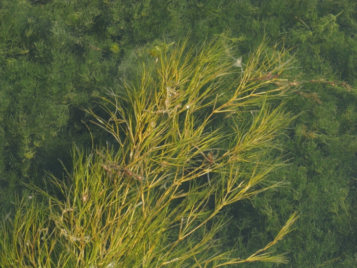 Stuckenia pectinata image
