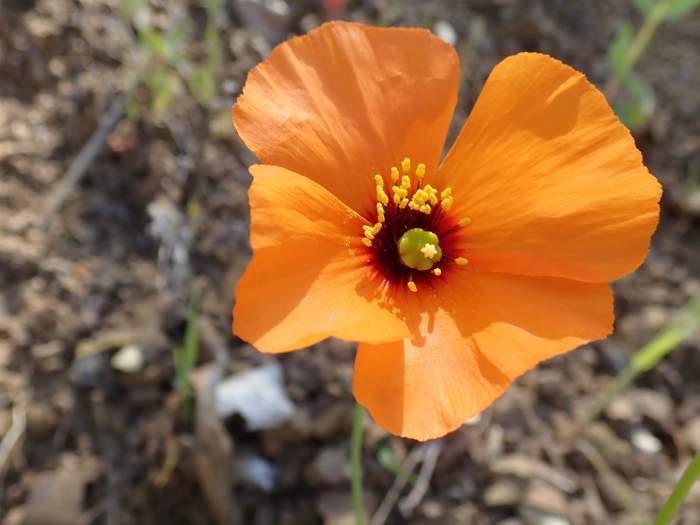 Stylomecon heterophylla image