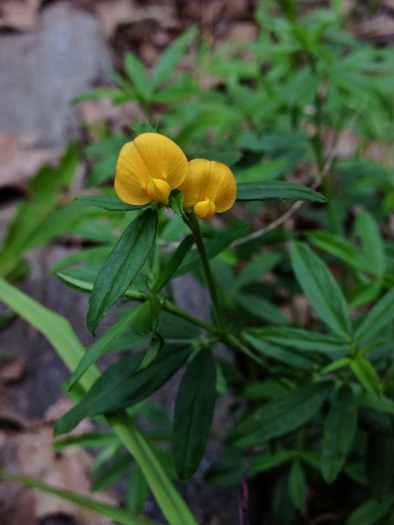 Stylosanthes biflora image