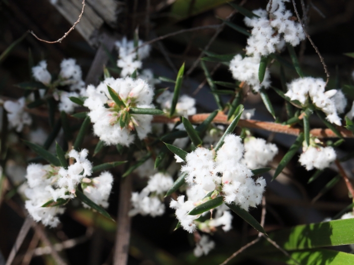 Styphelia ericoides image