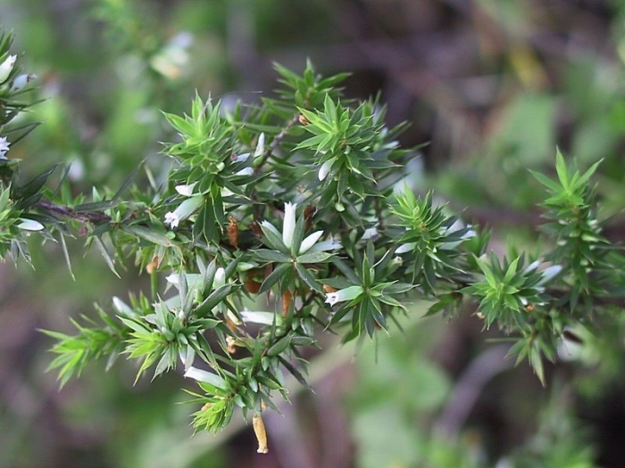Styphelia sieberi image
