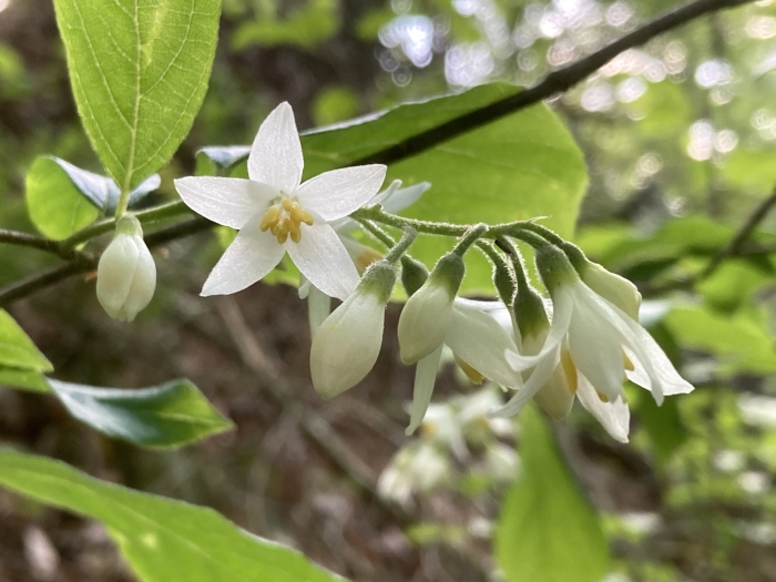Styrax grandifolius image