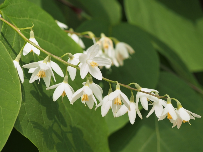 Styrax obassia image