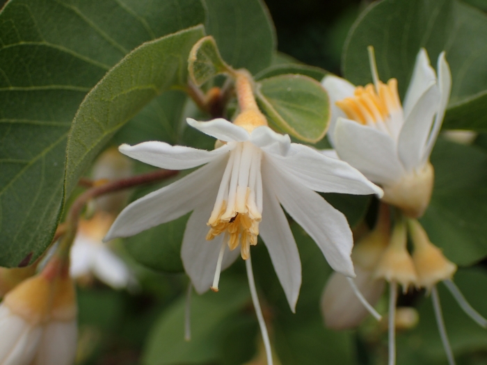 Styrax redivivus image