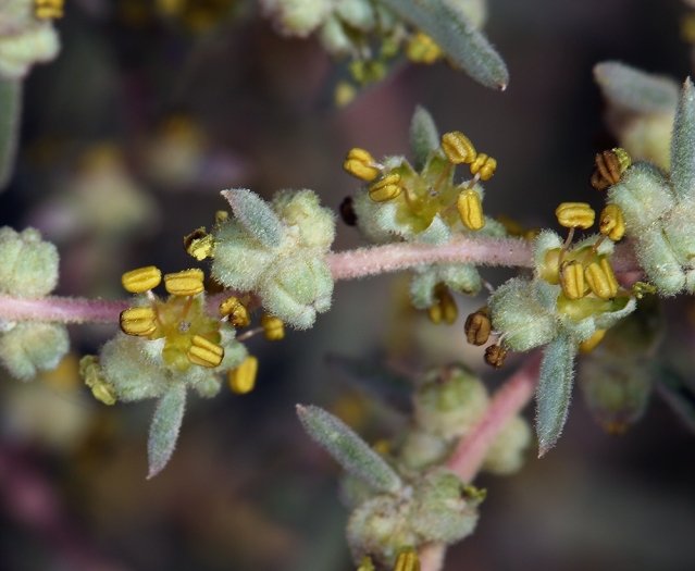 Suaeda nigra image