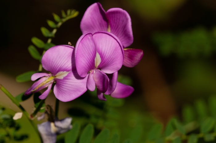 Swainsona galegifolia image