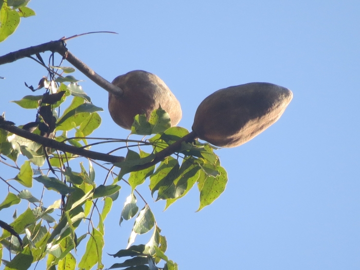Swietenia macrophylla image