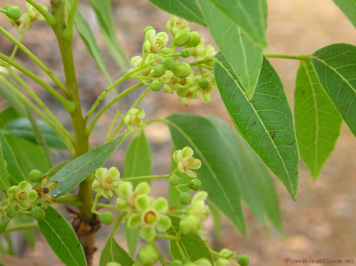 Swietenia mahagoni image