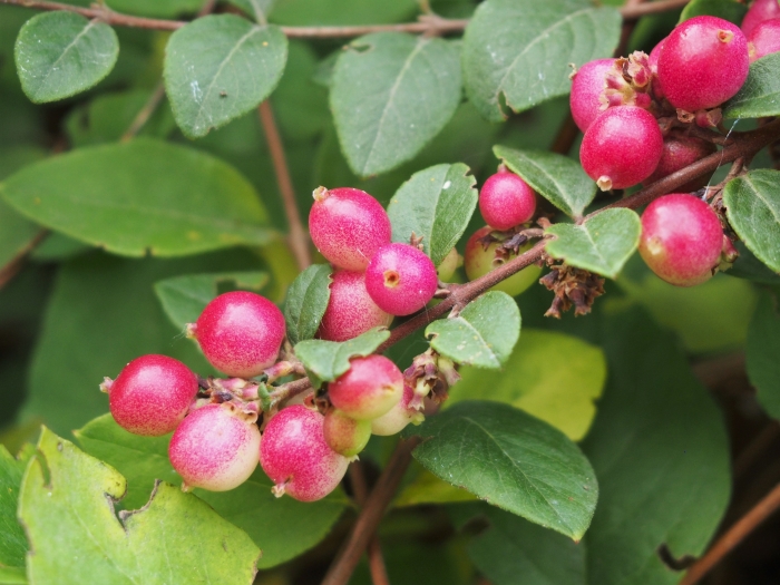 Symphoricarpos ×chenaultii image