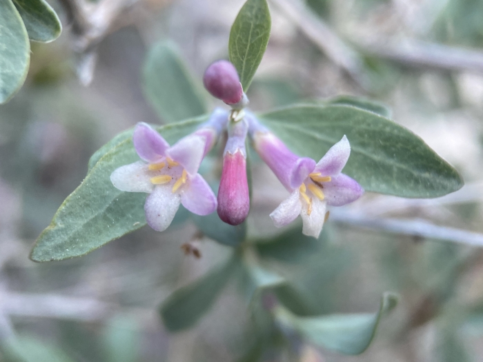 Symphoricarpos longiflorus image