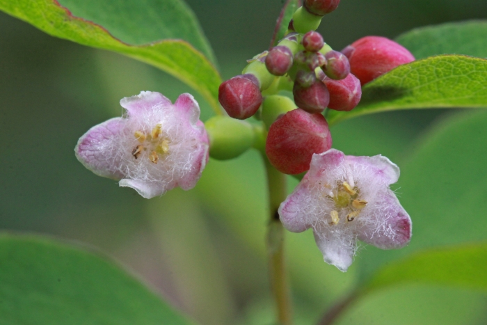 Symphoricarpos occidentalis image