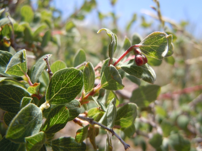 Symphoricarpos oreophilus image
