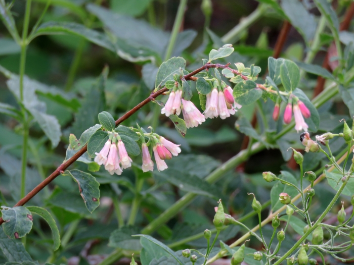 Symphoricarpos rotundifolius image