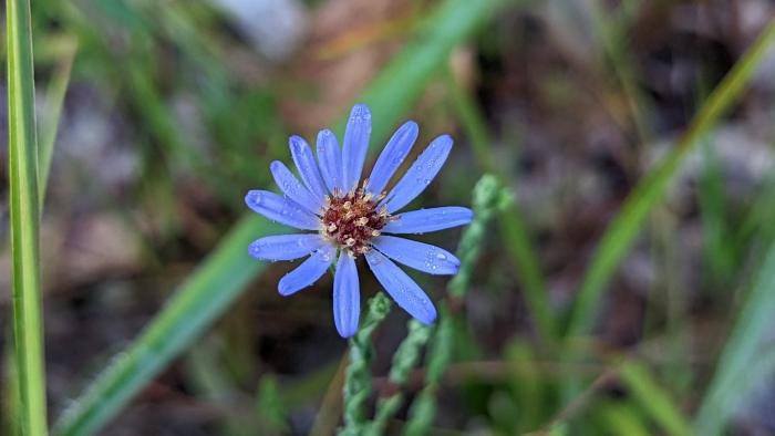 Symphyotrichum adnatum image