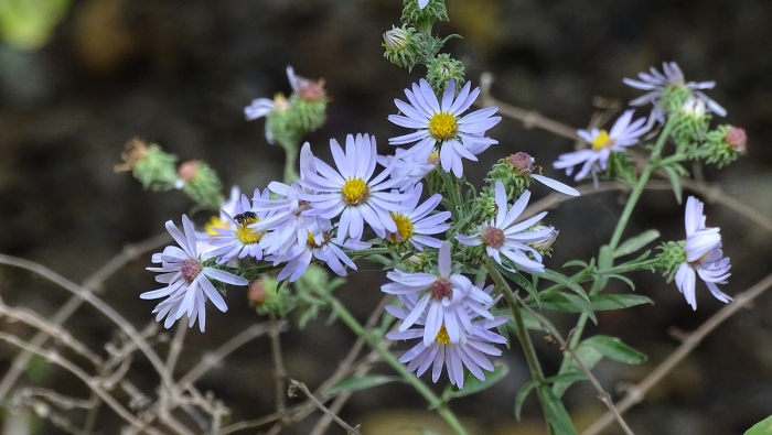 Symphyotrichum anomalum image