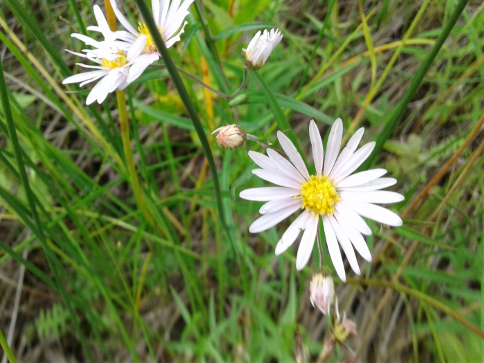 Symphyotrichum boreale image