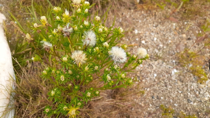 Symphyotrichum ciliatum image