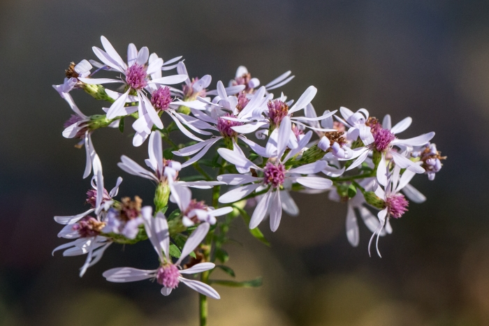 Symphyotrichum cordifolium image