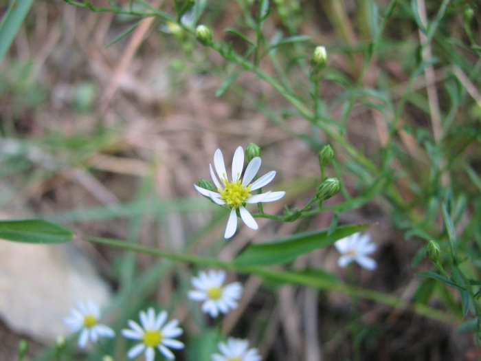 Symphyotrichum depauperatum image