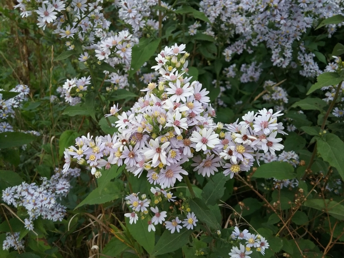Symphyotrichum drummondii image