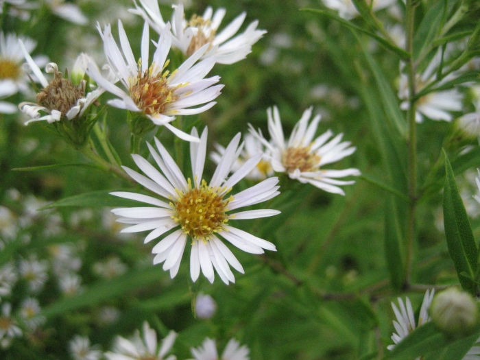 Symphyotrichum firmum image