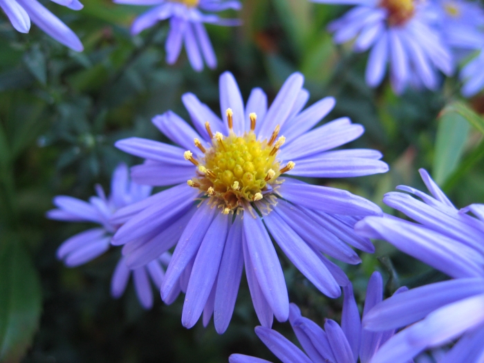 Symphyotrichum laeve image