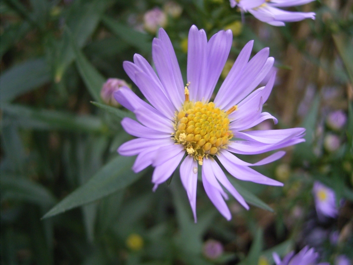Symphyotrichum novi-belgii image