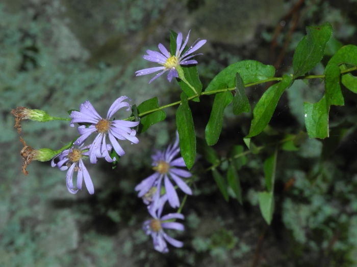 Symphyotrichum patens image
