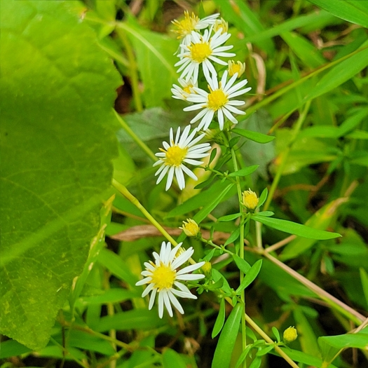 Symphyotrichum racemosum image