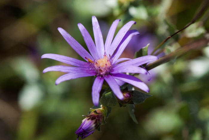 Symphyotrichum sericeum image