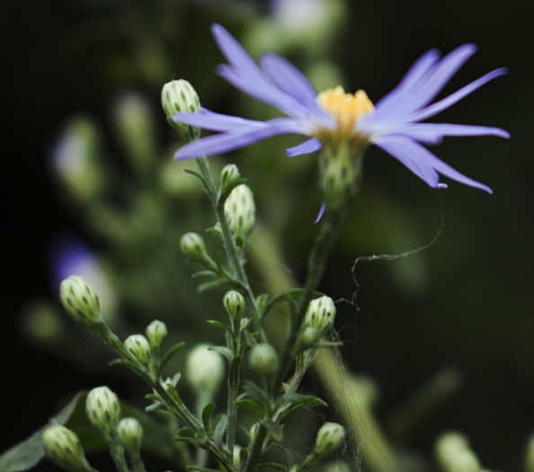 Symphyotrichum shortii image