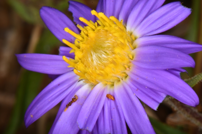 Symphyotrichum spathulatum image