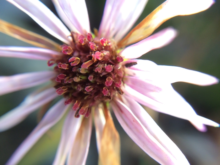 Symphyotrichum subspicatum image