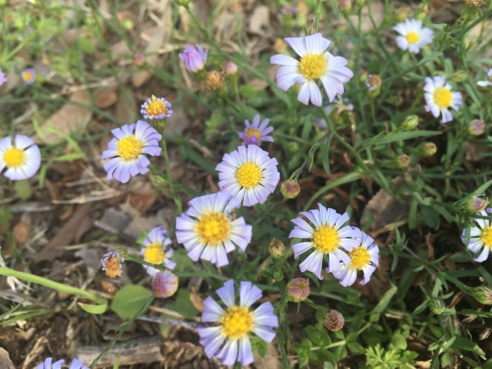 Symphyotrichum subulatum image
