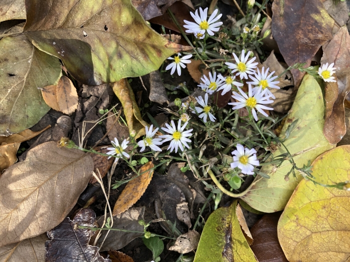 Symphyotrichum divaricatum image