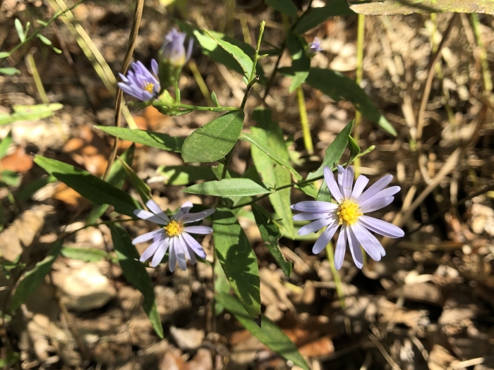 Symphyotrichum turbinellum image