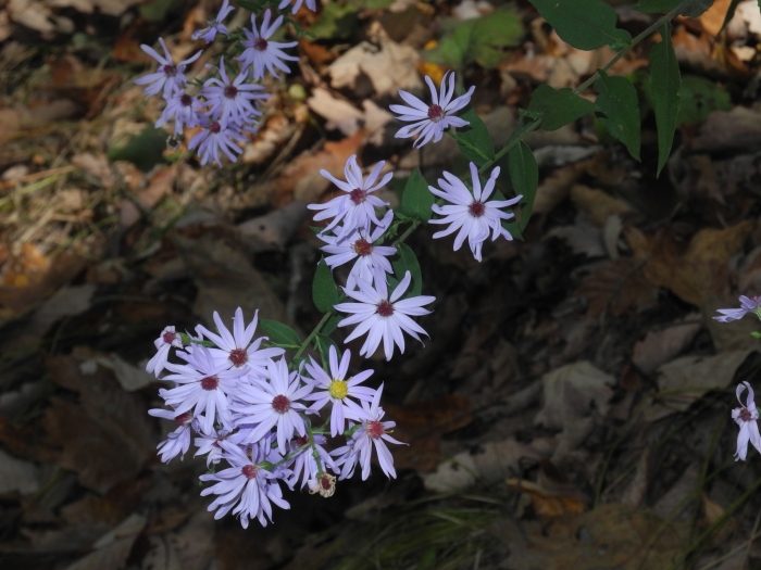 Symphyotrichum undulatum image