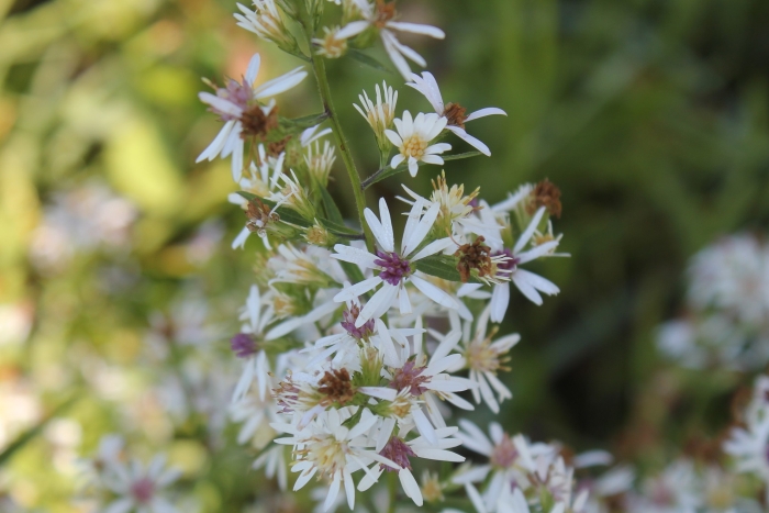 Symphyotrichum urophyllum image