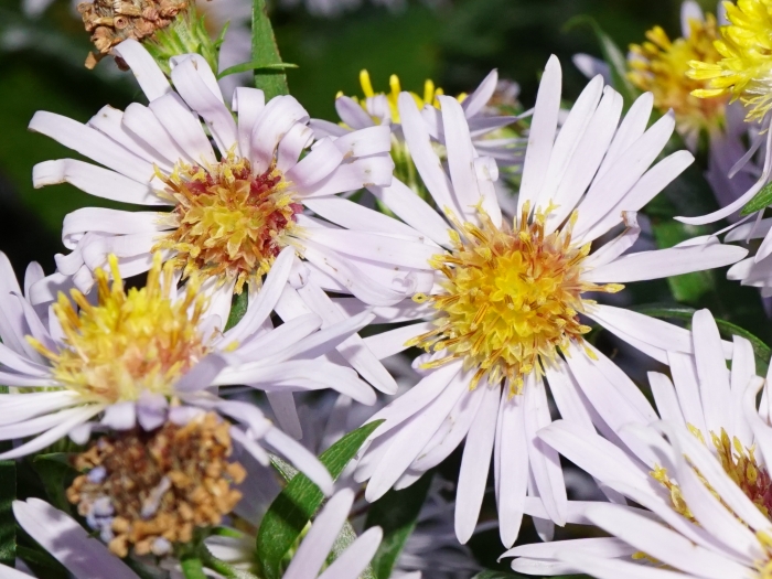 Symphyotrichum ×versicolor image