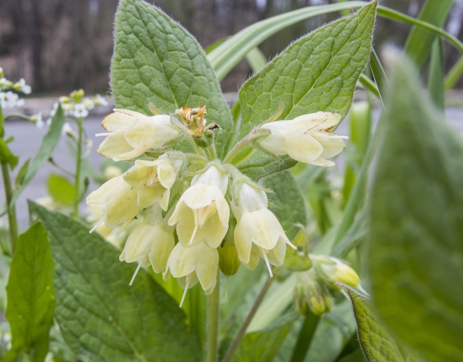 Symphytum tuberosum image
