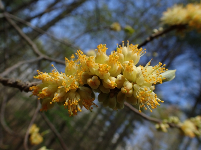 Symplocos tinctoria image