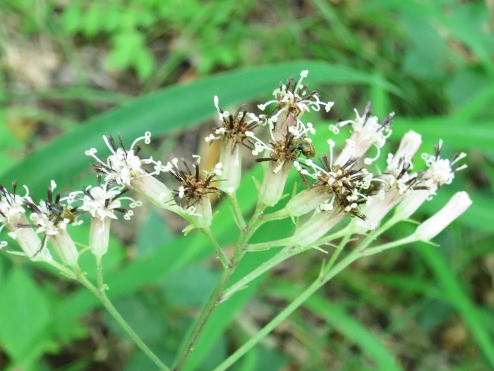 Syneilesis aconitifolia image