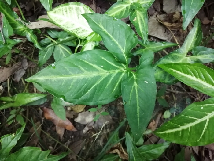 Syngonium podophyllum image