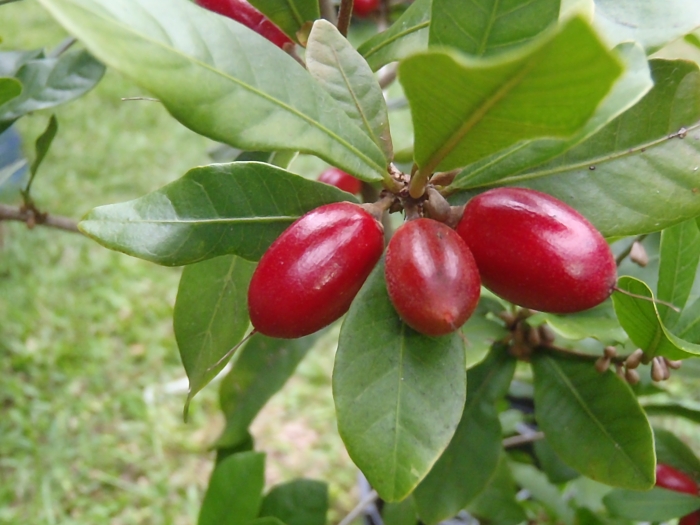 Synsepalum dulcificum image