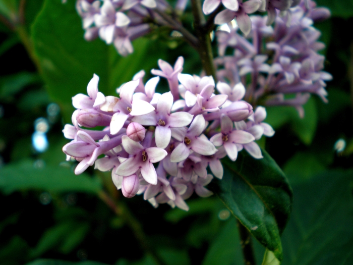 Syringa josikaea image