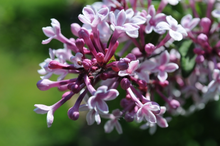 Syringa microphylla image