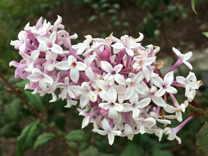 Syringa pubescens image