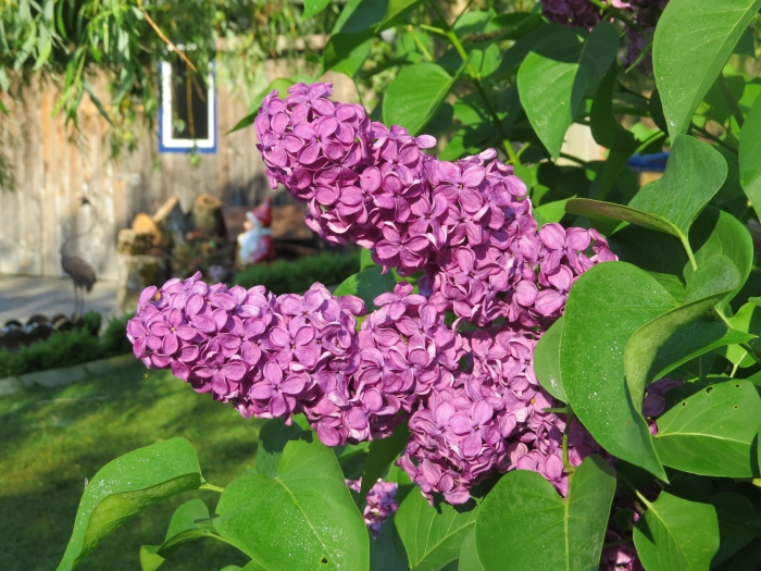 Syringa vulgaris image